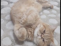 9 aylık dişi exotic shorthair