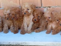 Yorkshire terrier kalite demektir