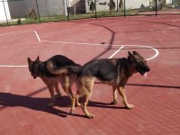 Alman kurdu yavrularımız yeni yuvalarını bekliyor