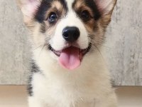 Fci secereli corgi yavruları