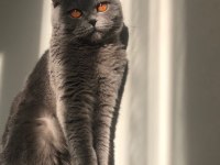 Arkadaşlar 2 yıllık scottish fold kedimi sahiplendiriyorum