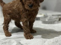 Toy poodle anne altında yavrularımz