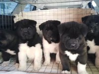 Safkan A kalite american akita