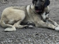 KANGAL KÖPEĞİMİZİ SAHİPLENDİRİYORUZ