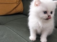 A kalite güzel british longhair yavru