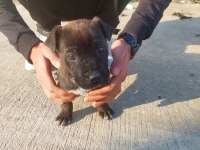 Anne cane corso baba labrador ücretsiz sahiplendirme
