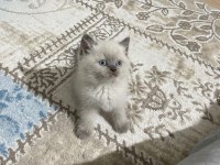 Çok acil geleni üzmem A kalite blue point erkek kedimiz
