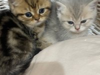 SAFKAN BRİTİSH SHORTHAİR