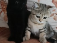 British shorthair silver tabby