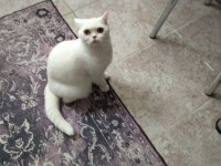 Scottish straight shorthair white dişi