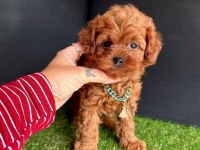 Orjinal Kore Toy Poodle
