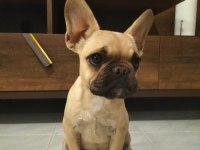 6 Aylık Dişi Coco Fawn French Bulldog