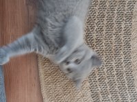 Scottish fold dişi çok tatlı şirin mi şirin