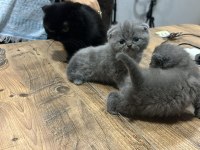 Mükemmel Özelliklerde Scottish Fold Kedilerimiz