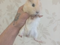 Ginepig Bebekler