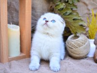 Bembeyaz NS1133 Scottish Fold Shorthair 