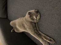 Dişi kedimize acil erkek aday arıyoruz