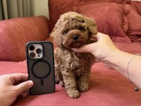 Red Brown Mini Poodle Bebekler 