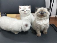 Bebek british shorthair