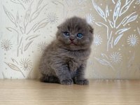 A KALİTE SCOTTİSH FOLD