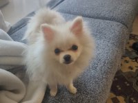 Yavru Pomeranian
