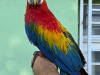 Teslime hazır scarlet macaw yavrumuz