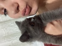 3 aylık yavru scottish fold bebiş