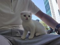 Safkan Scottish Fold Shorthair (White)
