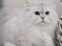 Eşleşme İlanı British Longhair