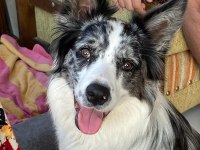 Köpeğimize Erkek Eş Arıyoruz