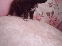 Çikolata poodle bebişler