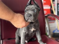 DEV BEBEKLER A KALİTE CANE CORSO