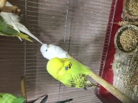 Ele Alıştırmalık Yeni Yeme Düşmüş Show Jumbo Kuşlar