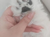 Yeni bir aile maltipoo