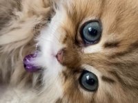 Dişi Longhair Golden Bebek Kedimiz Teslime Hazır