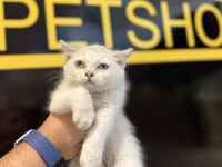 Britsh shorthair yavrular iki aylık
