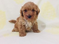 Teacup maltipoo yavrularım orijinal