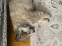 2 aylık erkek yavru pomeranian