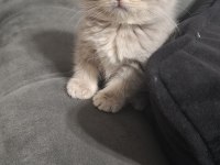 Scottish Fold Kedisi Minnoşum