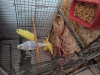 YAVRU MUHABBET KUŞLARI
