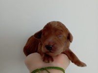 Toy poodle yavrumuz
