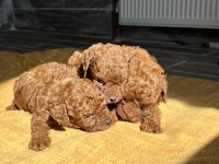 RED BROWN KORE TOY POODLE YAVRULARIMIZ