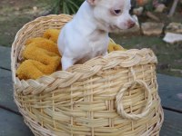 Chihuahua dişi elma kafa küt burun A kalite