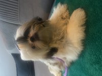 Shih tzu 4 aylık yavru