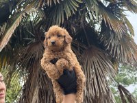 En güzel poodle köpekler