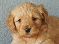 F1B GOLDENDOODLE YAVRULAR