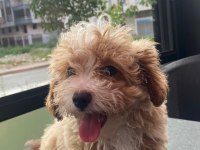 Vex 6 aylık maltipoo