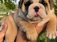 TOMBİŞ BULLDOG ÇOCUKLAR