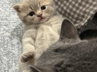 British shorthair akıl küpüm