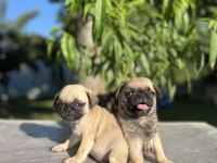 Kalite isteyen pug
